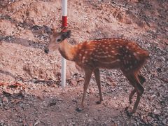 -清迈夜间动物园