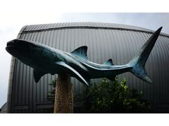 -烟台海昌鲸鲨海洋公园