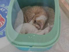 -糯米喵星人总部直营旗舰店·猫舍·幼猫出售
