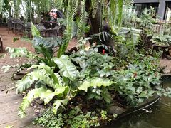 -Fern Forest Cafe