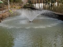 -合肥滨湖国家森林公园