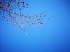 -彤德莱火锅(果园路店)
