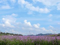 -光明小镇欢乐田园