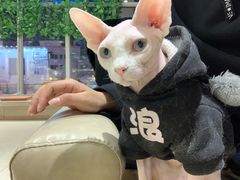 -藏猫猫咖啡主题馆(中央大道店)