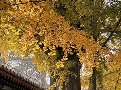 -潭柘寺景区