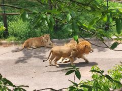 -大连森林动物园