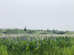 -鄱阳湖国家湿地公园