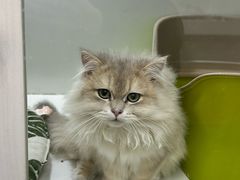 -青奢宠物·青奢猫舍