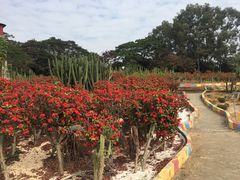 -松山湖梦幻百花洲