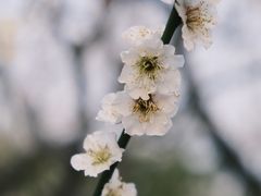 -莘庄公园