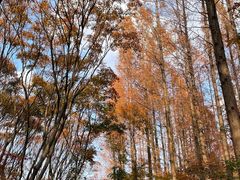 -上海共青森林公园