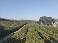 -中国茶叶博物馆(双峰馆区)