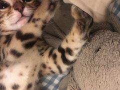 -瑞派动物医院·绝育·犬猫全科·预防医学(光景江南中店)