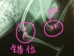 -北京观赏动物医院·24小时大型综合·猫专科·异宠专科
