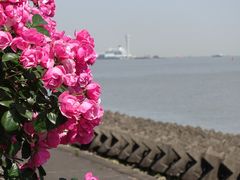 -上海滨江森林公园