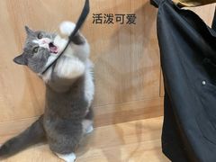 -是阿柴呀！柴犬咖啡·爱喵喵猫咖