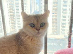 -有喵·猫咖·狗咖·30几只猫10只小狗(岗厦店)