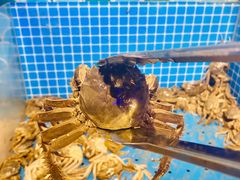 河蟹-乔哥铭洋海鲜自助(皇城恒隆广场店)