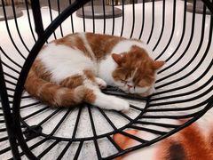 -飞行喵MR PILOT|猫舍·猫咖(静安大融城店)