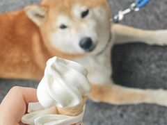 -瑞鹏宠物医院·骨科·猫科·内科(第一中心)