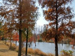 -上海长兴岛郊野公园