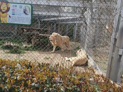 -合肥野生动物园