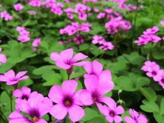 -荣昌花园