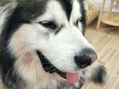 -李小姐の猫咖啡馆(五角场店)