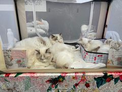 -中粮·祥云小镇