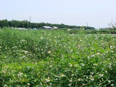 草丛野花开-海鸥岛