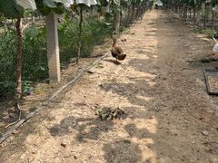 -马陆小张葡萄园农家乐