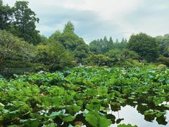 -杭州植物园