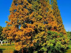 -昆山城市生态森林公园