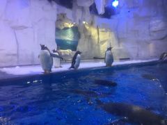 -华夏文旅海洋公园