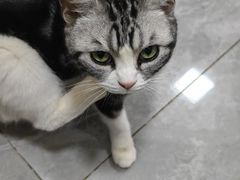 -猫小院猫主题餐厅(南锣旗舰店)