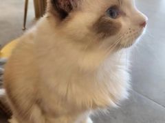 -飞行喵MR PILOT|猫舍·猫咖(静安大融城店)