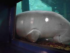 -悉尼海洋生物水族馆