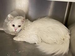 -萌兽医馆·犬猫专科·眼科中心·宠物医院(朝阳门分院)
