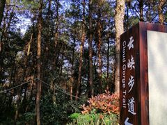 -铁山坪森林公园