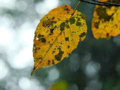 -山王坪喀斯特国家生态公园