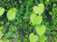 -永定河休闲森林公园