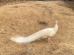 -南京老山国家森林公园