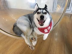 -Husky Go! 哈士奇体验馆·宠物咖啡厅狗咖