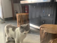 -more than meow吴止猫主题餐厅(承德 中船汇店)