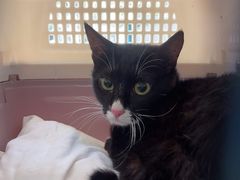 -博特宠物医院24h犬猫全科.骨科·异宠