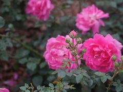 -深圳国际园林花卉博览园