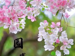 -深圳国际园林花卉博览园