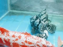 -阳光码头海鲜火锅(世纪大道店)