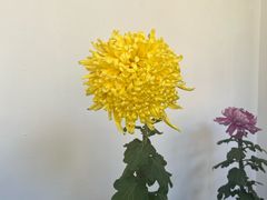 -杭州植物园