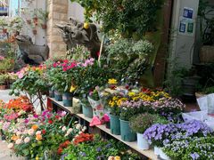 -溪岸路花鸟市场